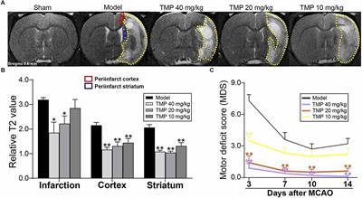 Tetramethylpyrazine promotes stroke recovery by inducing the restoration of neurovascular unit and transformation of A1/A2 reactive astrocytes